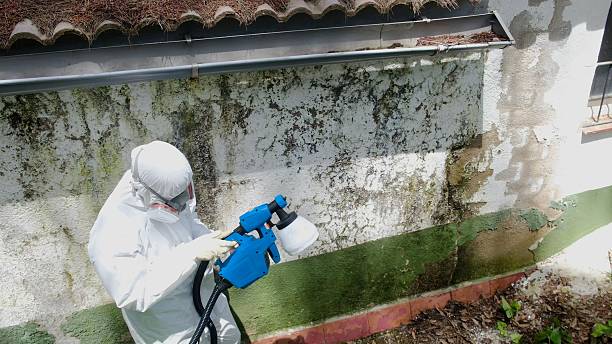 Trusted Commercial Mold Remediation service in Lovettsville, VA - Cheap Mold Removal